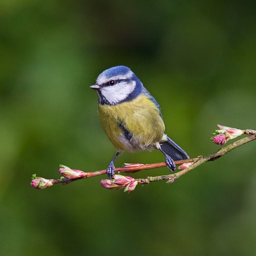 Bluetit on Flowering Currant.jpg